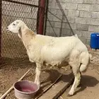 مشروع فحل صنف