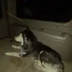 كلب هاسكي ( مالموت الاسكا ) للتزاوج ( أنثى )