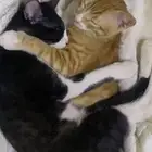قطط للتبني