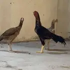 للبيع دجاجه شامو يباني