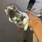 ذكر باكستاني طيار