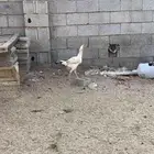 دجاج سندي