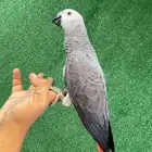 كاسكو اليف