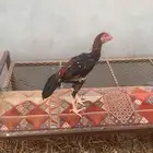 ديك شامو يباني على السوم