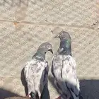 حمام باكستاني