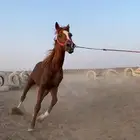 مهر شعبي للبيع