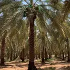 السلام عليكم ورحمة الله وبركاته مطلوب نخيل للايجار ثمره او