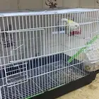 السلام عليكم ورحمه الله وبركاته عندي عصفورين واحد انثى وواحد