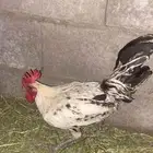للبيع ديك بلداي و ديك فيومي العمر حولي السنه