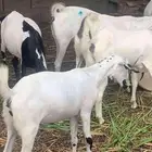 عناق للبيع العمر 7 اشهر