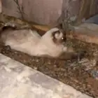 بسه حصلتها ب دمج اللي فاقدها