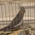 كروان للبيع