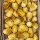 تمر طازج