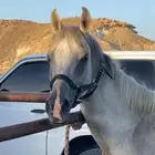 خيل