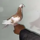 البيع زواج حمام شامي