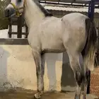 حصان شعبي سبوق