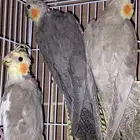 طيور كروان للبيع