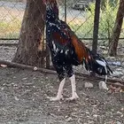 ديك باكستاني