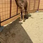 قعود سلاله الهدب