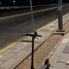 سكوتر للبيع