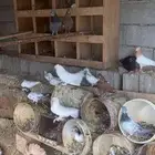 حمام راقص وا باكستاني