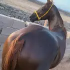 حصان شعبي سبوق