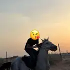 خيل شعبي