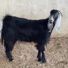 عنز عارضيه تم البيع