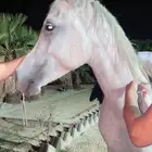 حصان شعبي