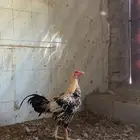 ديك للبيع صحه شرط