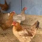 دجاج بلدي بياض