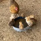 دجاجه مفرخه كفو وشرط صحه كفو