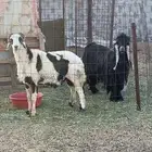 خروف مشروك فحل وتيس فحل