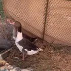 وز طيب جدا