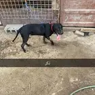 للبيع جوز بيتبول ذكر   انثى