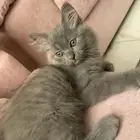 كيتن شيرازي بيور للبيع