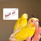 تم البيع فروخ كنيور فالو ( عيون حمراء )