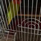 طير روز مع اغراضه