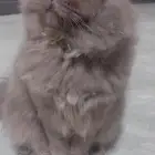 للبيع قط معقم