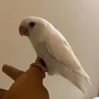 روز