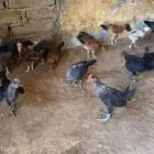 فصول فقاصه وبلدي العمر اول دفعه شهرين والاخيره 50 يوم