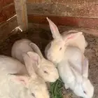 ارانب فرنسي 3اناثي و ذكر