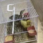 بط شرشري بط بيكني