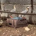 قفادي للبيع