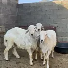 ثلاث خرفان جبره 100