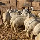 بهم حري خرفان صافي. طيب. ونظيف. العدد18