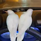 روز اليف