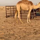 قعود مفرود