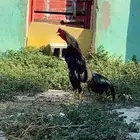 ديك مشروط ما شاء الله تبارك الرحمن