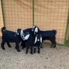 جفار وتيوس عوراض